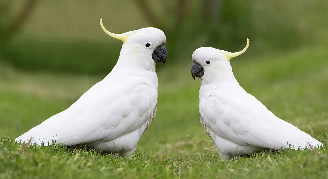 Cacatoès : Guide complet sur ces oiseaux fascinants