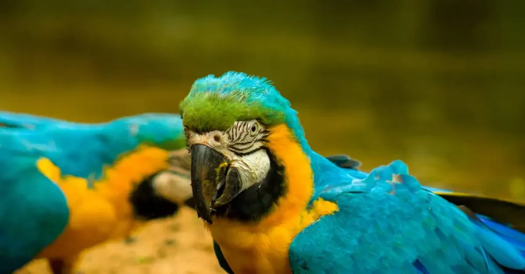 Perroquet Amazone : Guide complet sur ces oiseaux colorés