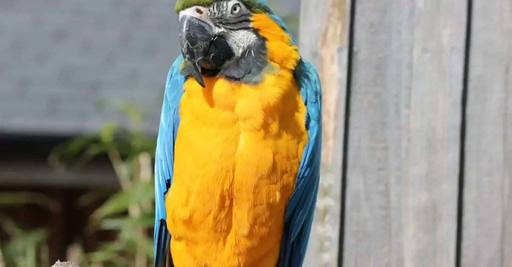 Perroquet Amazone : Guide d'achat et conseils d'élevage