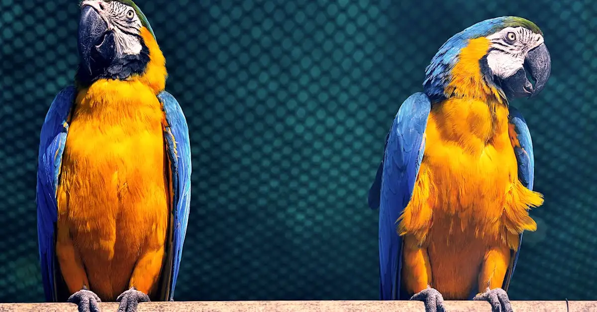 Perroquet Ara Bleu : Guide Complet sur l'Espèce