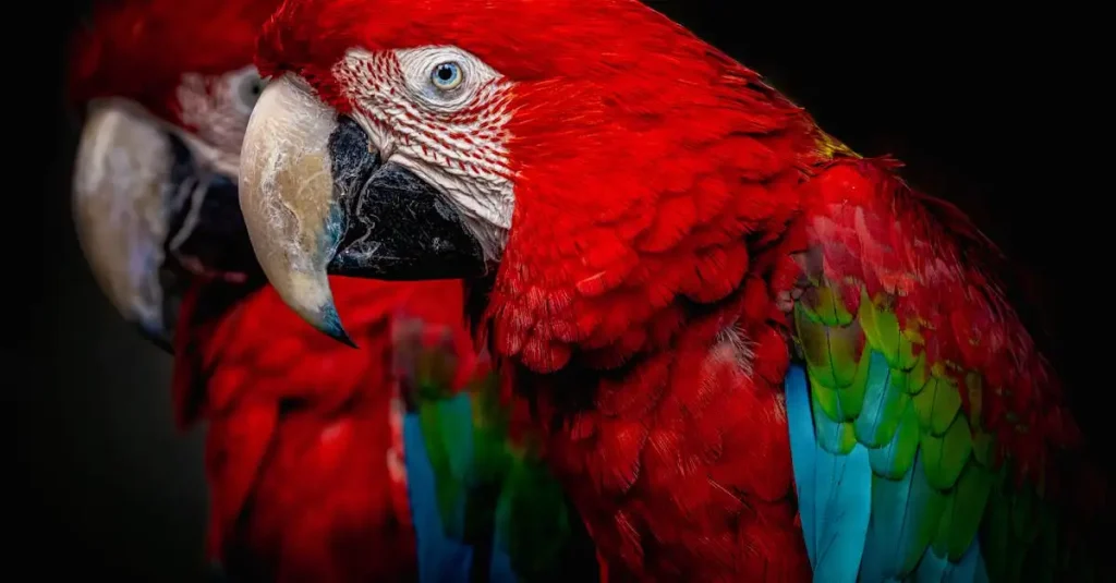 Perroquet Bird : Guide complet sur les oiseaux colorés