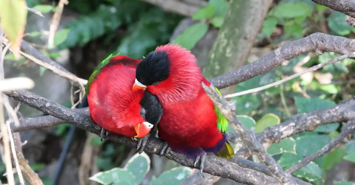 Perroquet Mania : Tout sur les oiseaux exotiques