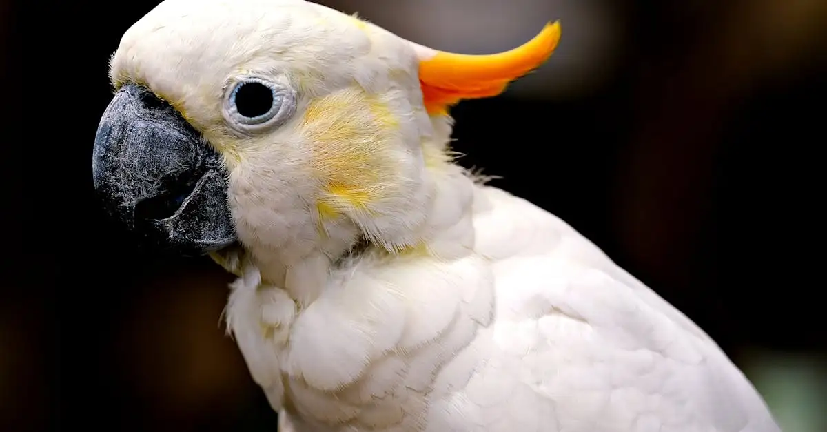 Perroquets à vendre : Trouvez l'oiseau exotique idéal