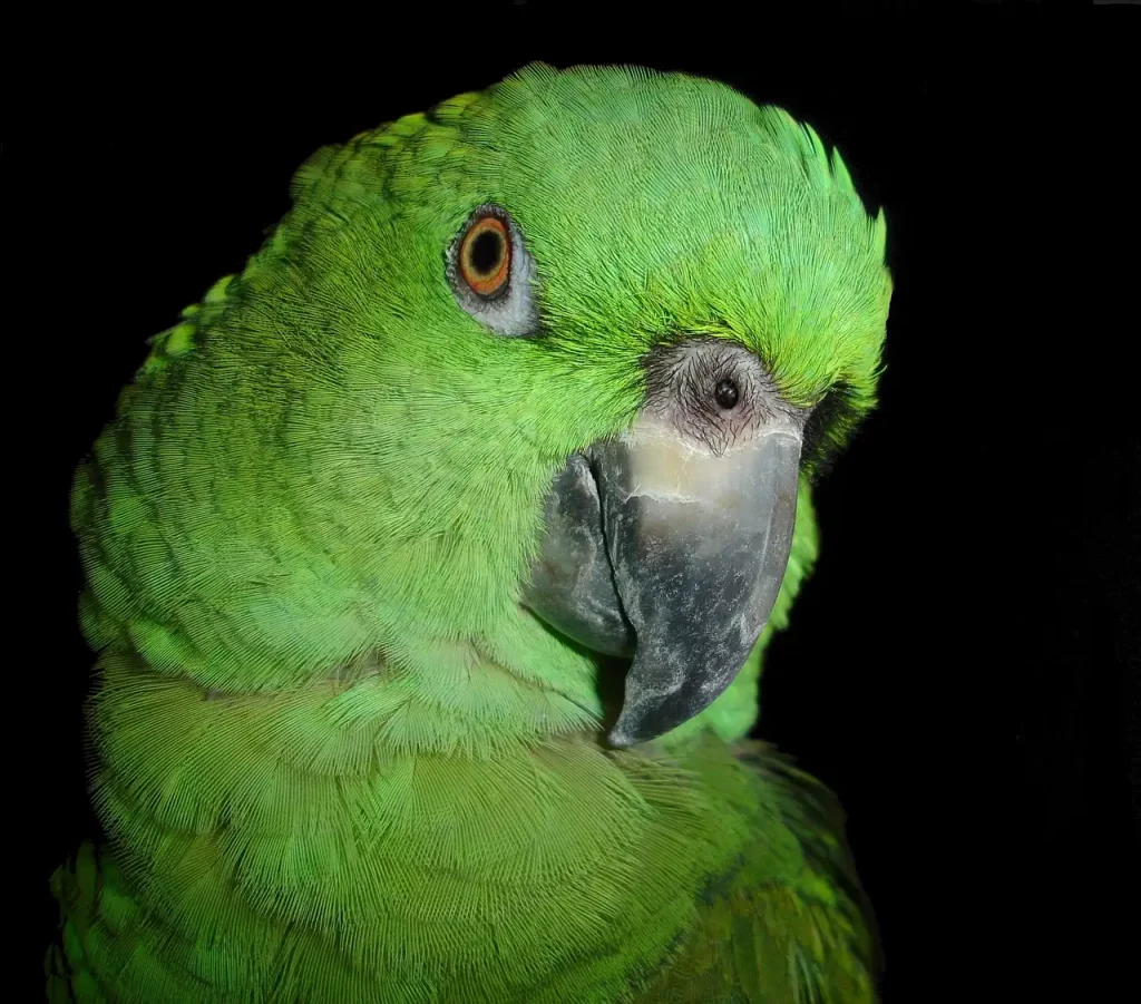 Amazone à front bleu : Guide complet sur cet oiseau exotique