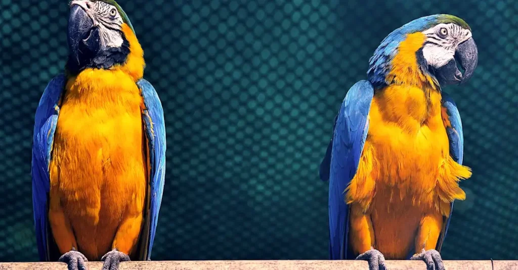 Amazone à Front Bleu : Guide Complet sur l'Espèce