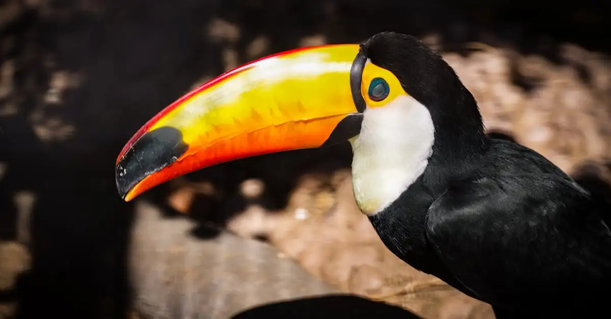 Amazone à Front Bleu à Vendre : Oiseaux Exotiques