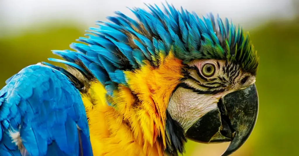 Amazone à Front Jaune : Guide Complet sur cet Oiseau
