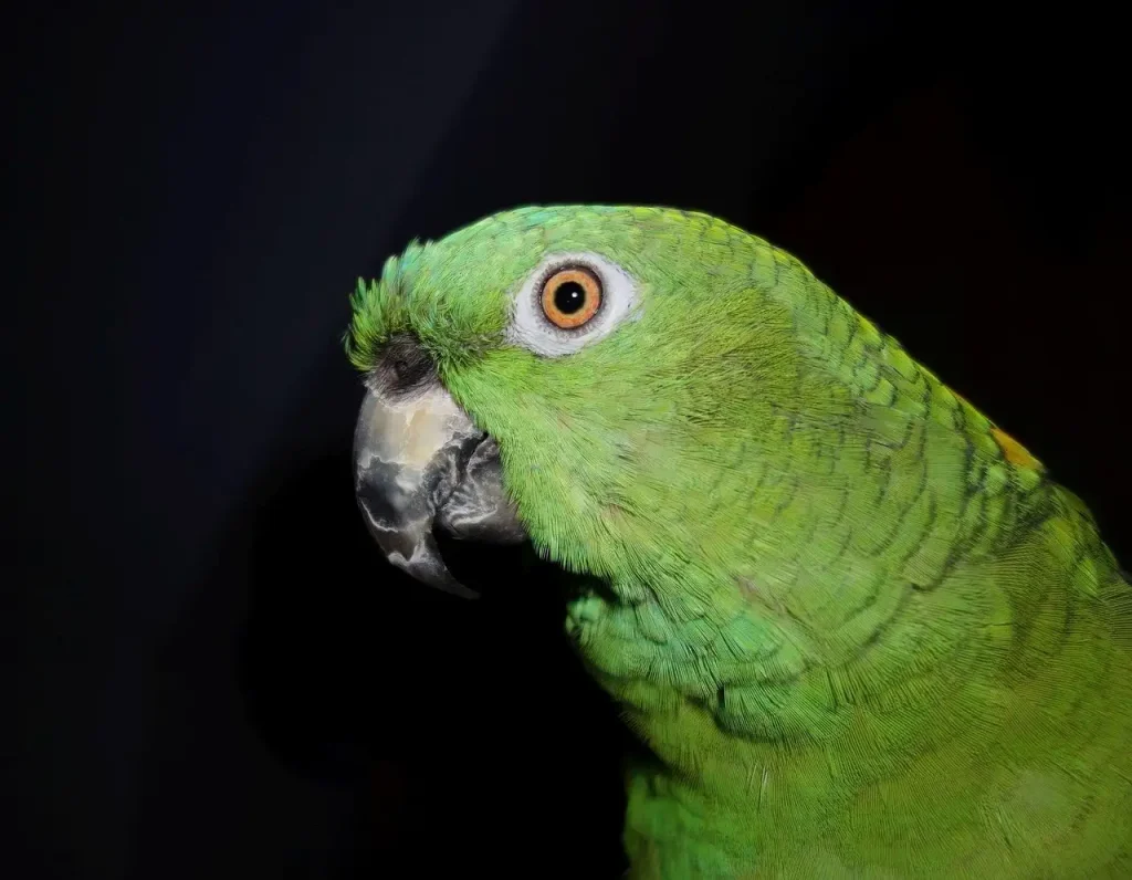 Amazone à front rouge : Guide complet sur cet oiseau