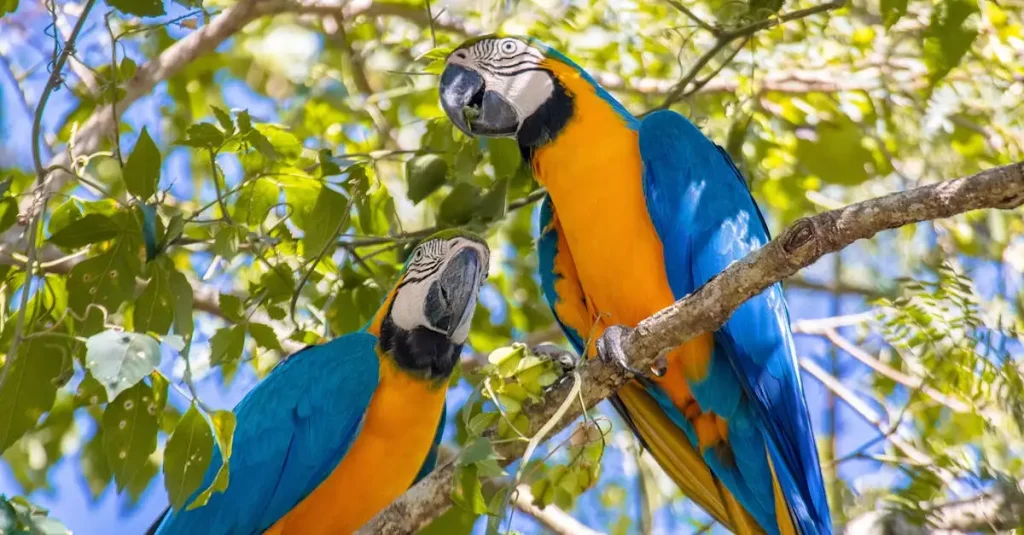 Ara Bleu : Découvrez ce Magnifique Perroquet Exotique