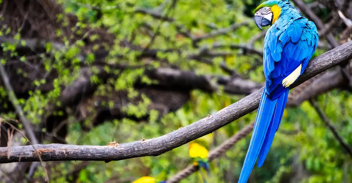 Ara Bleu : Découvrez ce Magnifique Perroquet Exotique