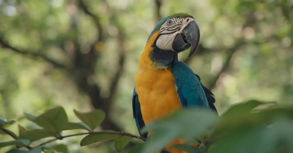 Ara Bleu de Rio : Informations et Conservation de l'Espèce