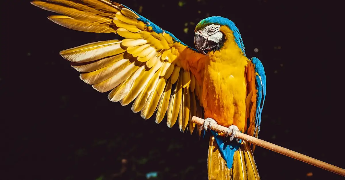Ara Bleu et Jaune : Guide Complet sur le Psittacidae