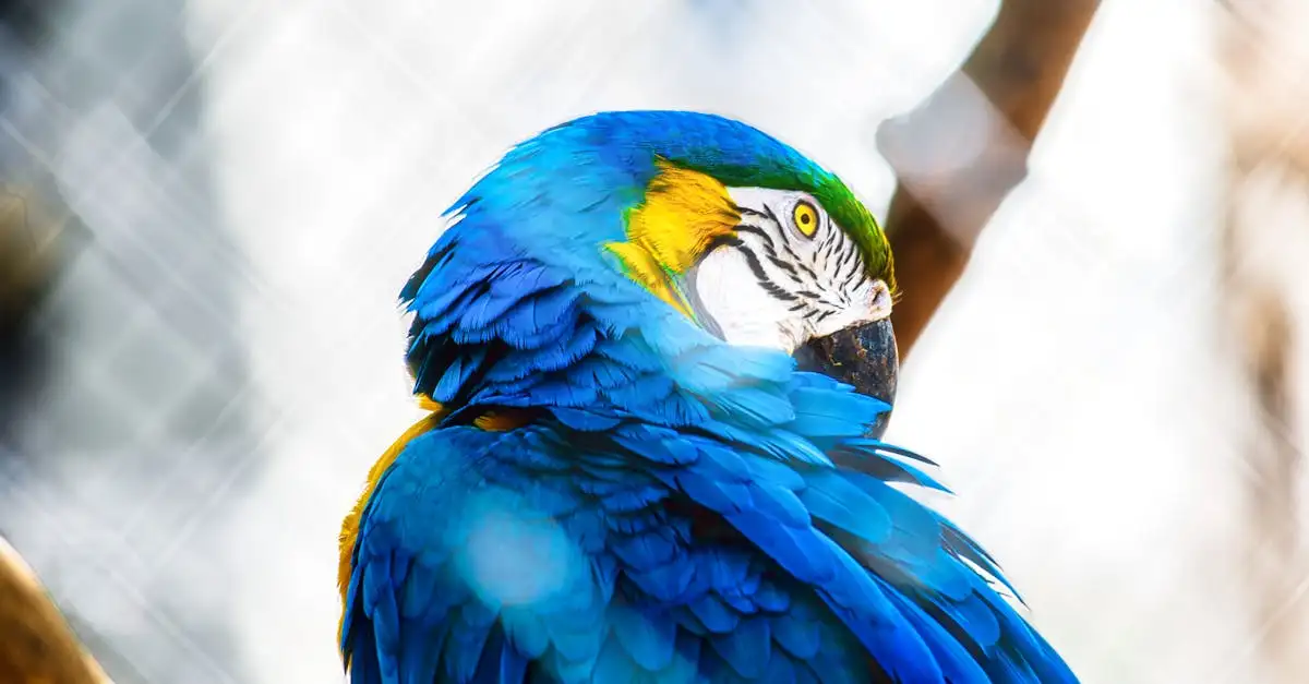 Ara Bleu et Jaune : Guide Complet sur l'Espèce