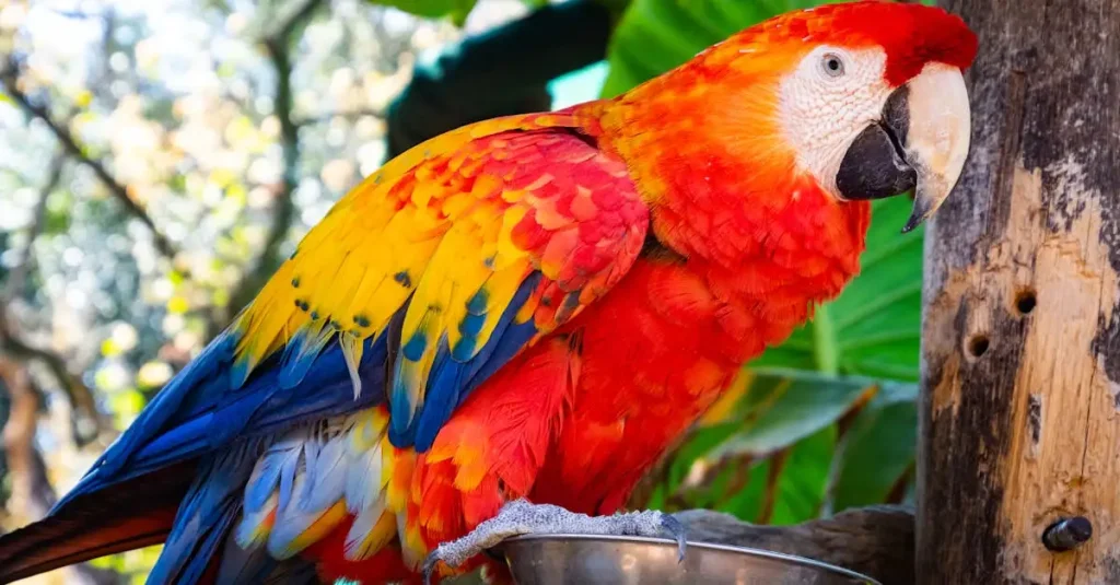 Ara Macao Bleu : Informations, Habitat et Conservation