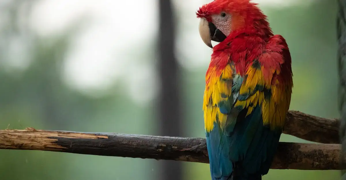 Ara Macao Bleu : Informations, Habitat et Conservation
