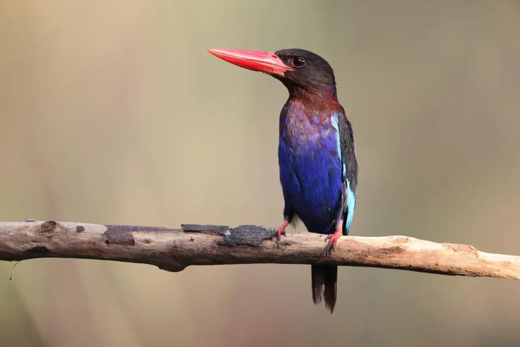 Bois de Java pour Perroquet : Le Meilleur Choix Naturel