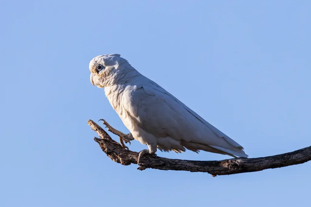 Cacatoès Corella : Guide complet sur cet oiseau fascinant