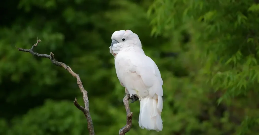 Cacatoès de Goffin : Guide complet sur cet oiseau exotique