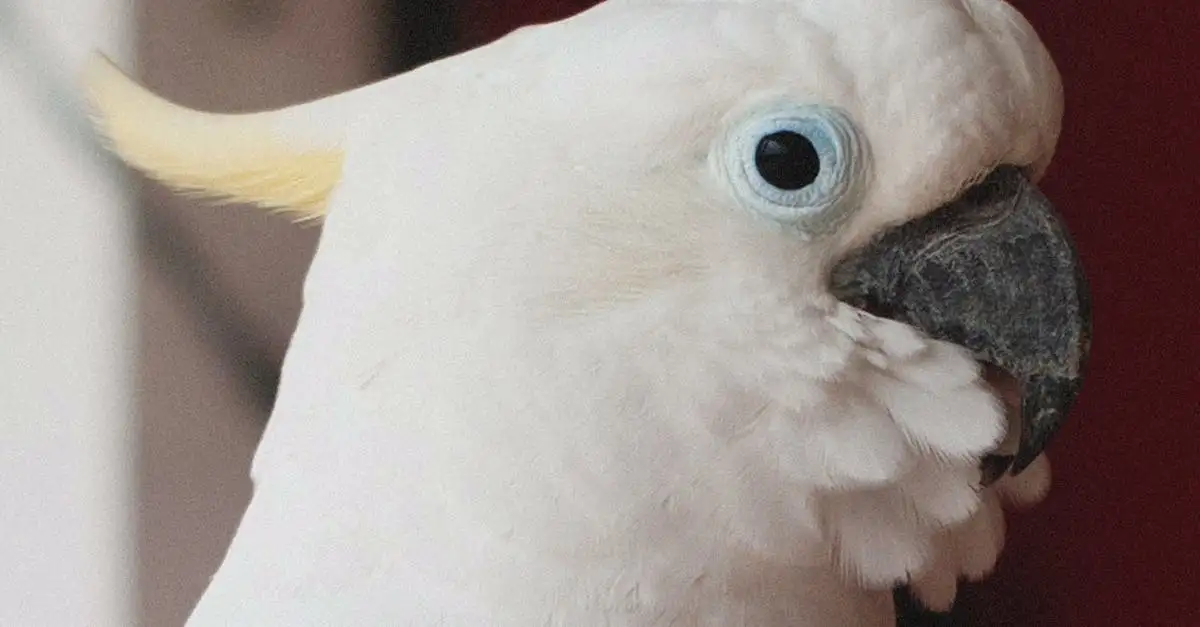 Cacatoès de Goffin : Guide complet sur cet oiseau exotique