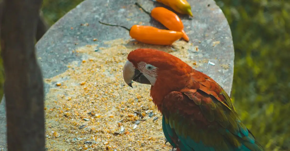 Cacatoès de Leadbeater : Habitat, alimentation et
