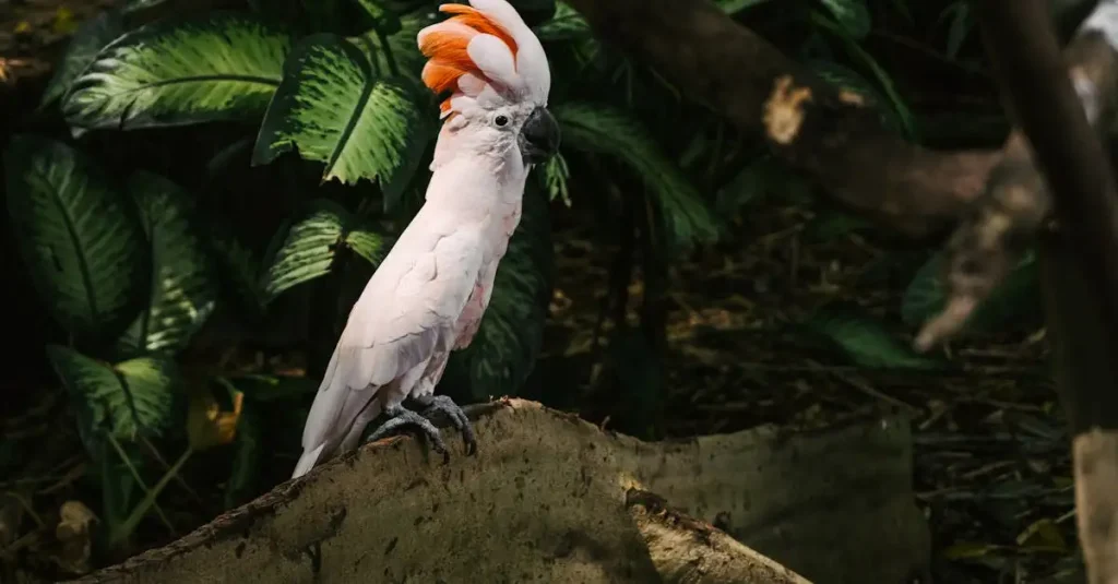 Cacatoès des Moluques : Guide complet sur l'oiseau rare