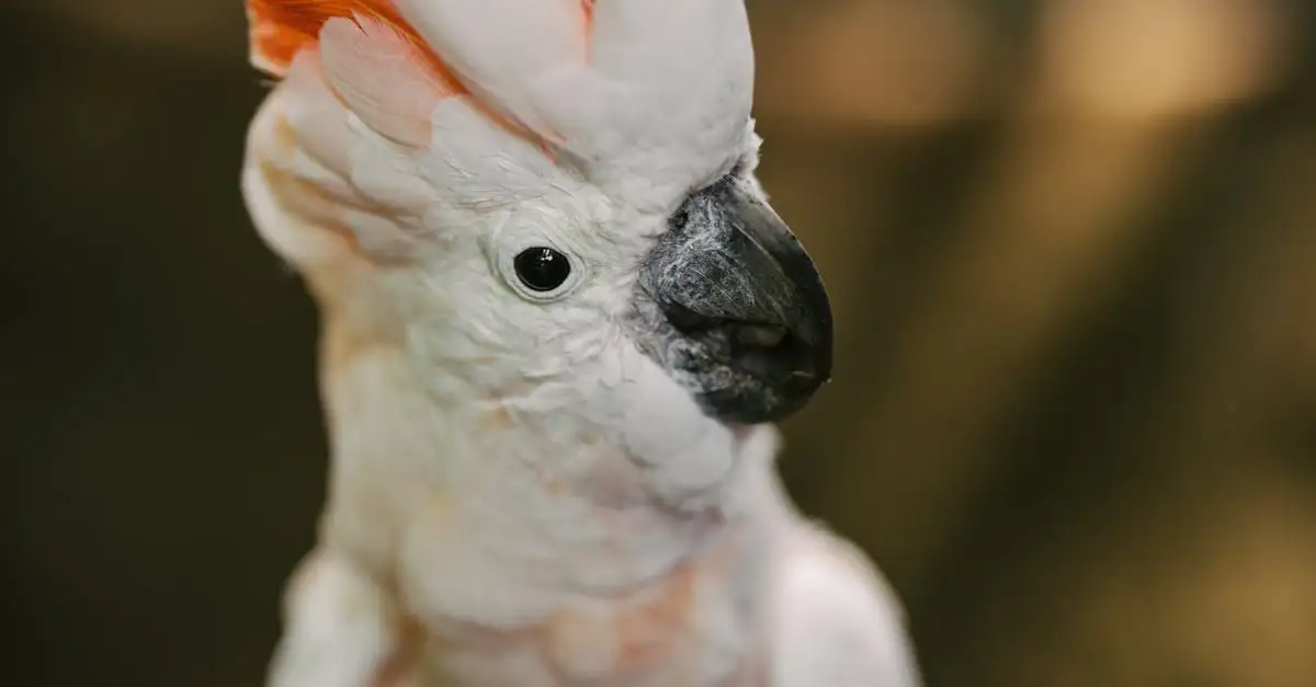Cacatoès des Moluques : Guide complet sur l'oiseau rare