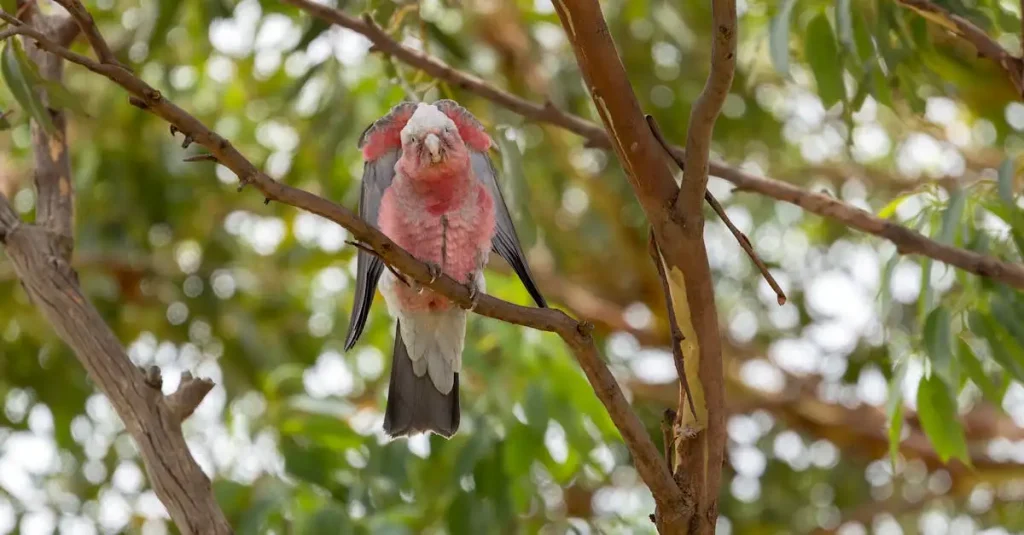 Cacatoès à donner : Adoptez un compagnon aviaire