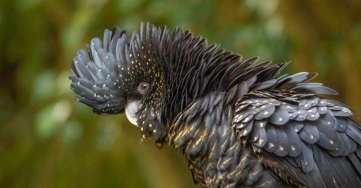 Cacatoès Ducorps : Guide complet sur cet oiseau exotique
