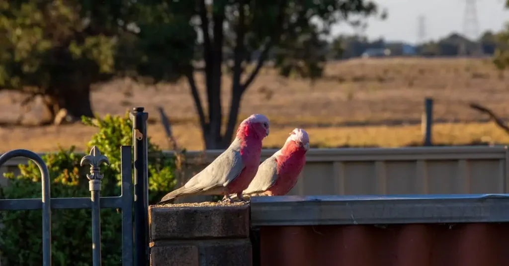 Cacatoès Rosalbin à Vendre : Oiseaux Exotiques de Compagnie