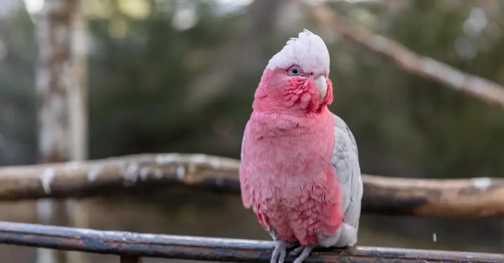 Cacatoès à vendre : Trouvez votre nouvel oiseau de compagnie