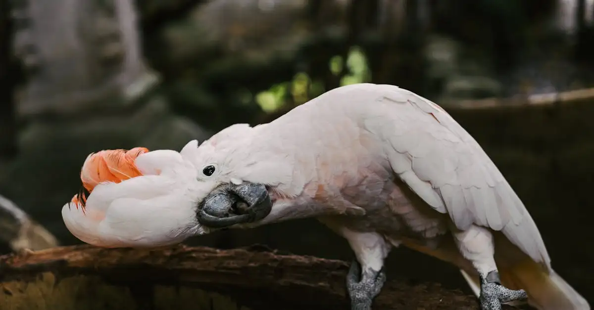 Calopsitte Adulte : Guide Complet sur l'Oiseau