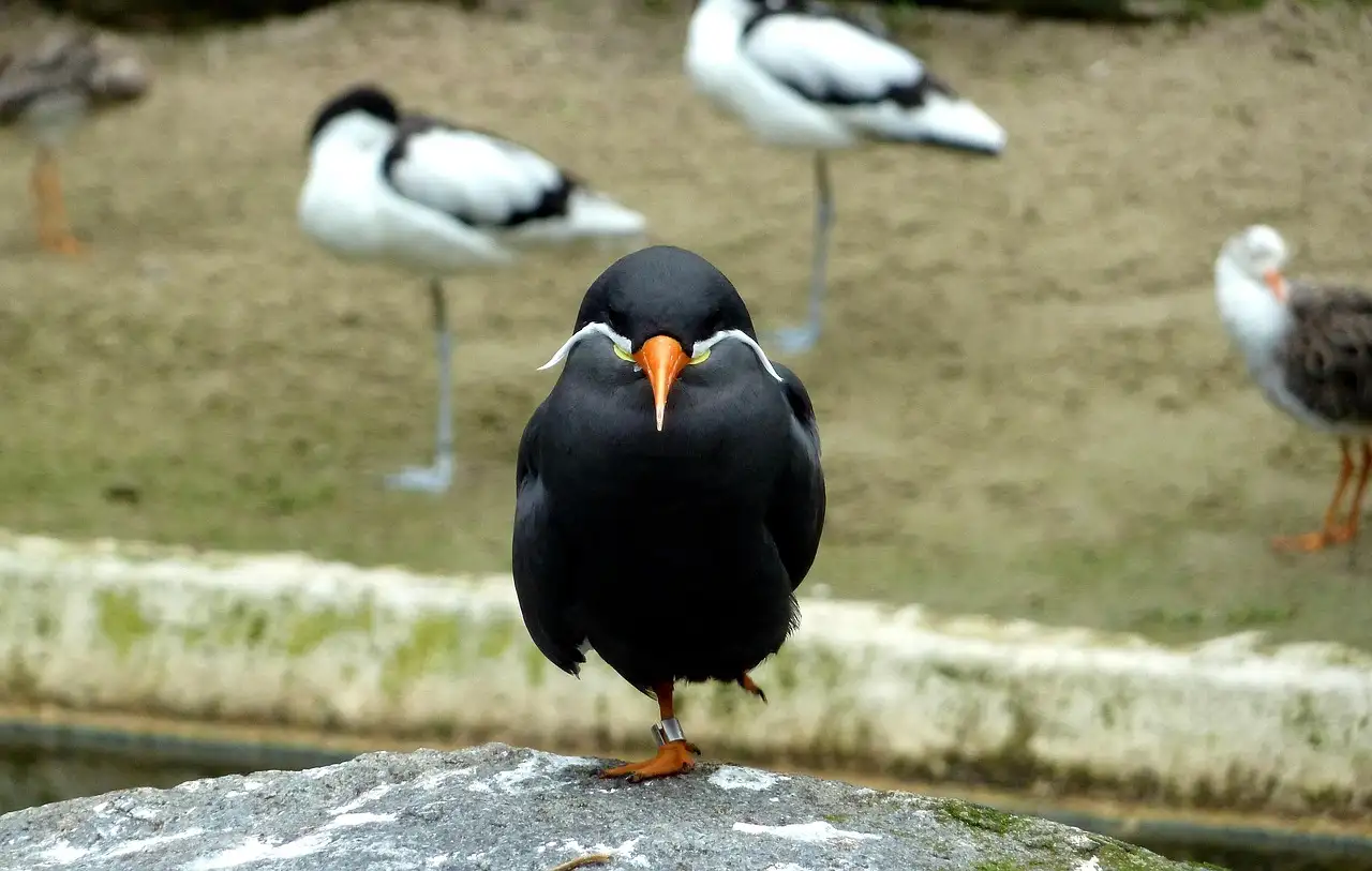 Calopsitte Perroquet : Guide Complet sur l'Oiseau