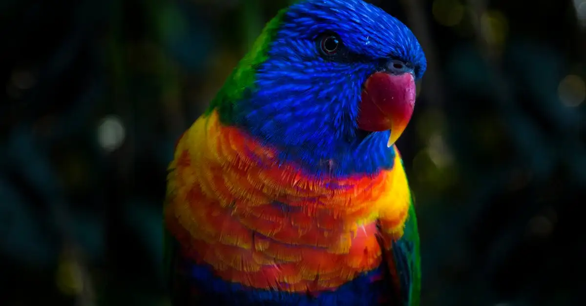 Conure Soleil : Guide complet sur cet oiseau exotique