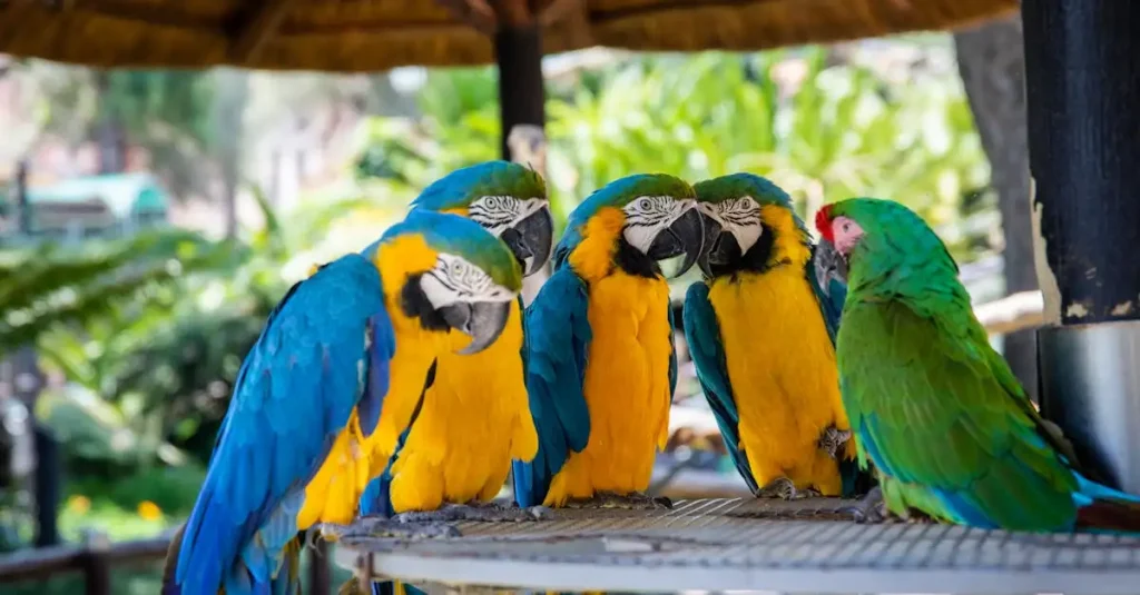 L'Ara Bleu : Découvrez ce magnifique oiseau exotique