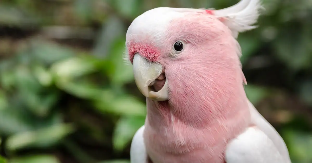 Le Cacatoès Rose : Guide Complet sur cet Oiseau Rare