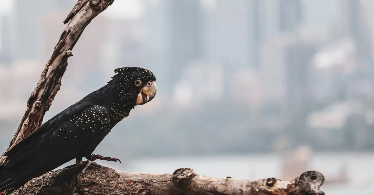 Prix du Cacatoès Noir : Combien coûte cet oiseau exotique ?