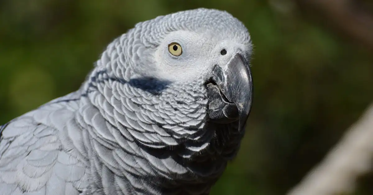 Adoption Gris du Gabon à Donner : Offrez un Foyer