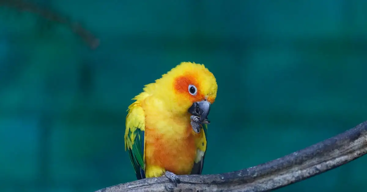 Conure Soleil qui Parle : Apprendre à votre Oiseau