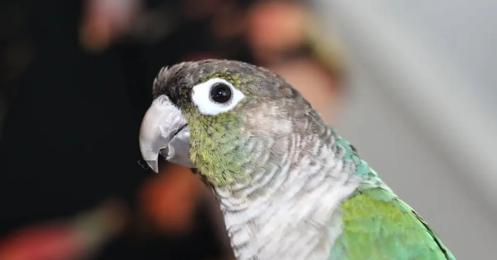 Conure à vendre en ligne : Trouvez votre nouvel oiseau