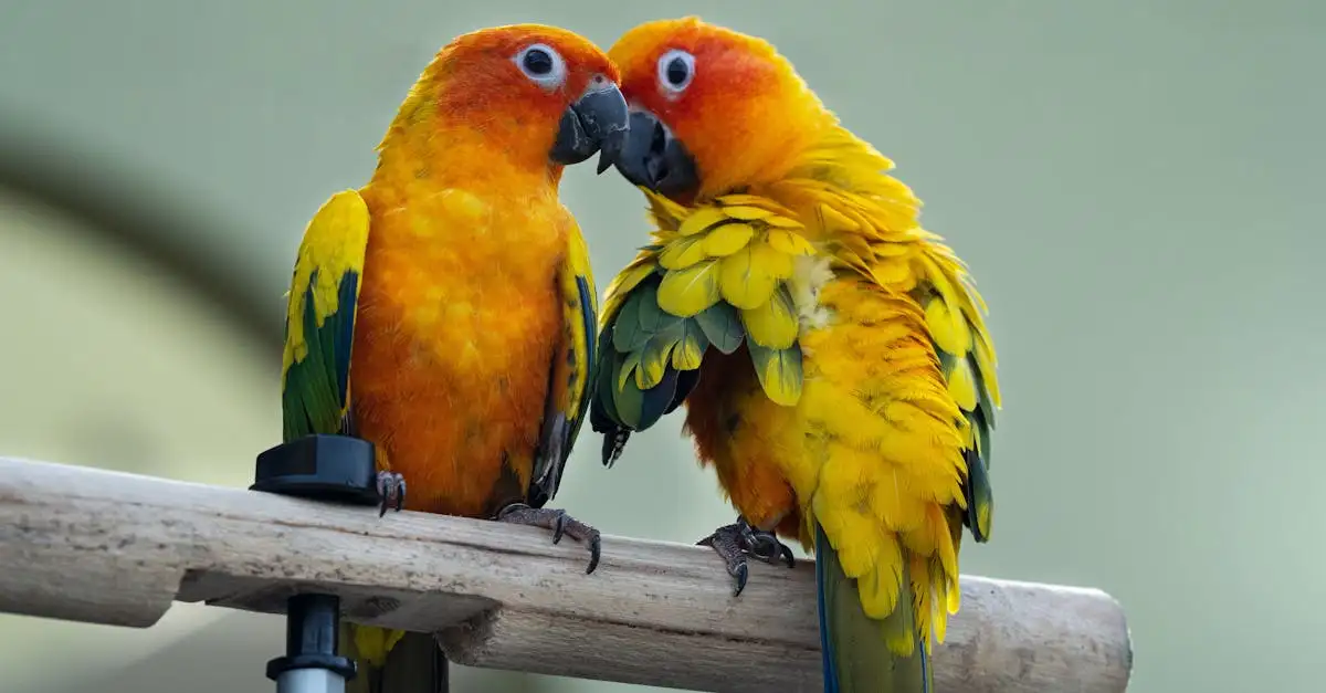 Conure à vendre en ligne : Trouvez votre nouvel oiseau