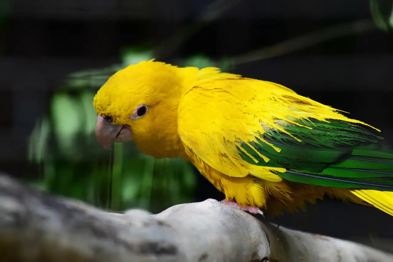 Conure verte : Guide complet sur l'oiseau exotique