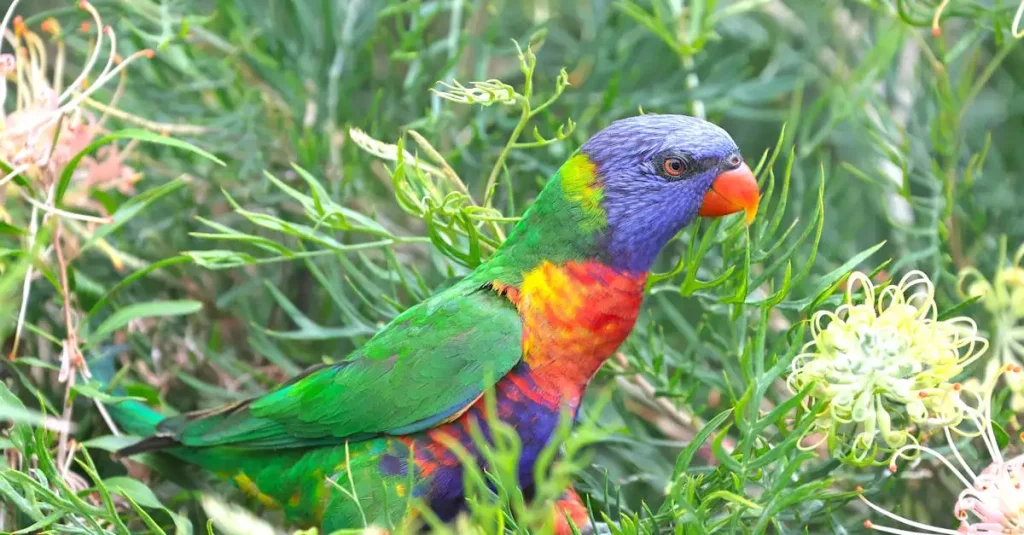 Couleurs des perroquets : découvrez les teintes vibrantes