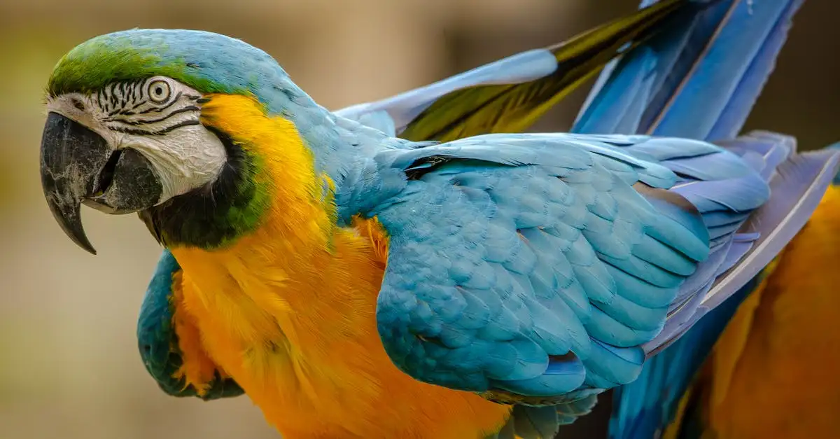 Découvrez les grands perroquets : espèces, couleurs et soins