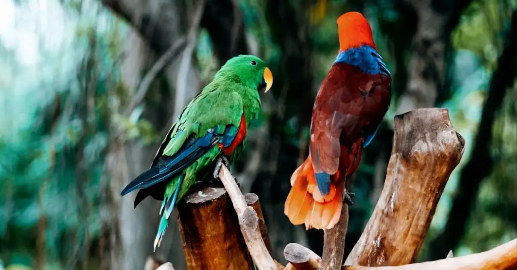 Eclectus Rouge : Guide Complet sur ce Psittacidé Coloré