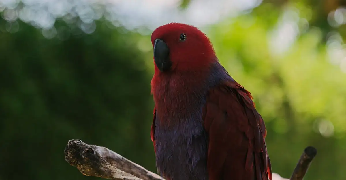 Eclectus à vendre : Oiseaux colorés et intelligents