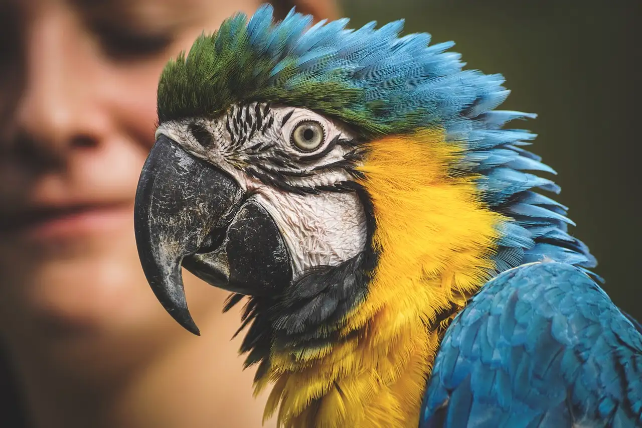 Grand Perroquet Bleu : Espèces, Habitat et Soins