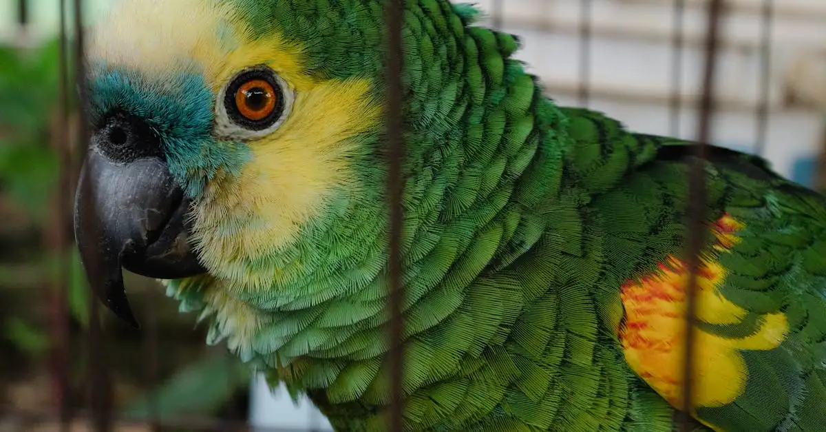 Grand Perroquet Vert : Espèces, Soins et Habitat