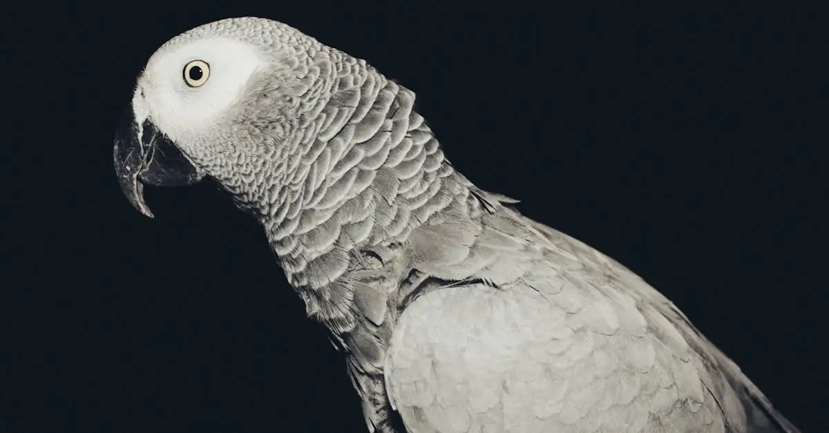 Gris du Gabon à donner : Adoptez un perroquet intelligent