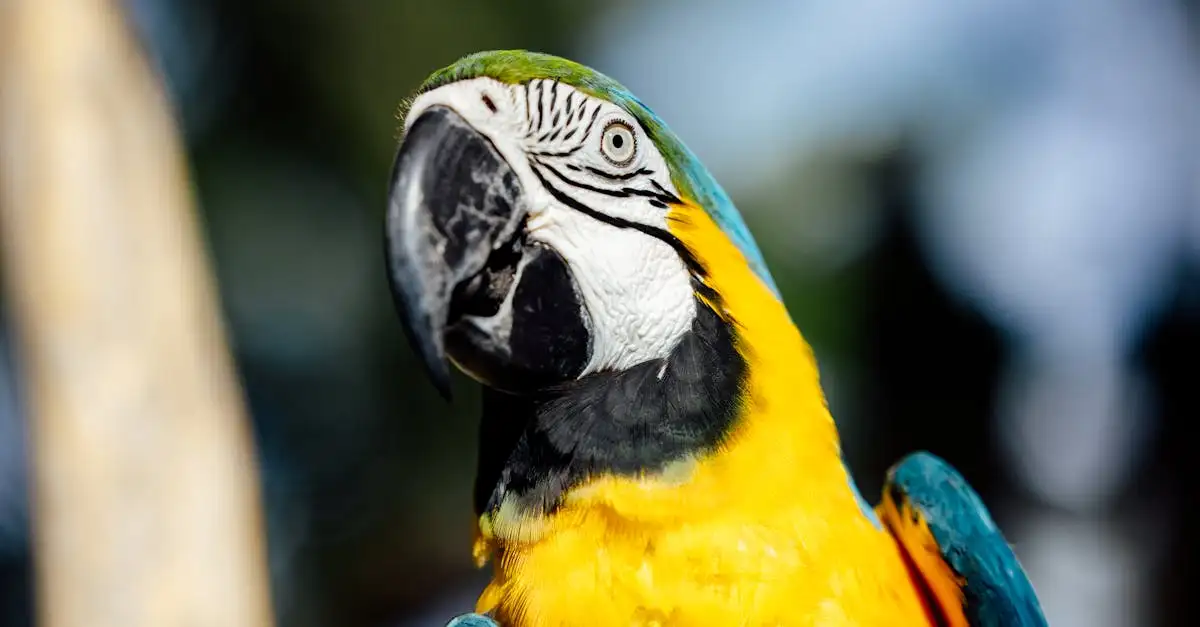 Le Ara Bleu : Tout Savoir sur cet Oiseau Exotique