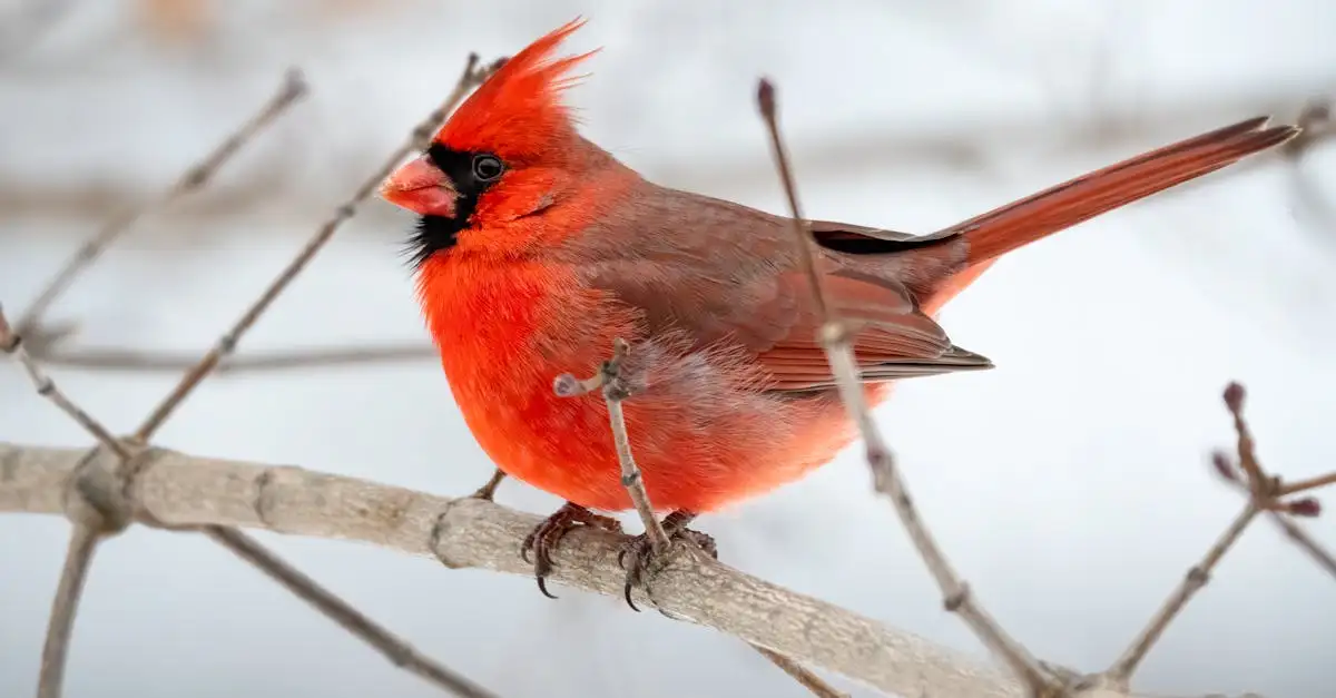 Le Ara Rouge : Tout Savoir sur ce Magnifique Oiseau